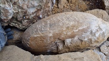 fossil hunting burton bradstock megalytoceras confusum mega ammonite find