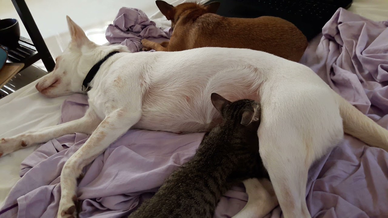 Cat suckling on dog! 3