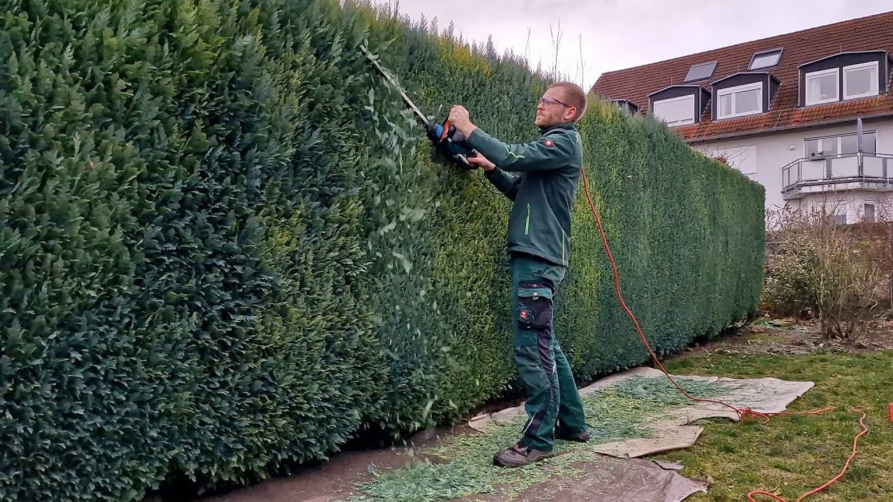 Annual Pruning Of A 30m Conifer Hedge - YouTube