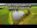 The Weirdest Drink in Australia: Green Ant Gin
