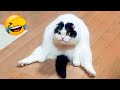 Best Funny Animal Videos 2022 😇 - Funniest And Cute Dogs And Cats Videos 🦅🤣