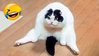 Best Funny Animal Videos 2022 😇 - Funniest And Cute Dogs And Cats Videos 🦅🤣 by Funny Animals' Life 68,493 views 1 year ago 17 minutes