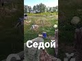 Новая собака Седой #shorts #2022 #лето #абзурд68