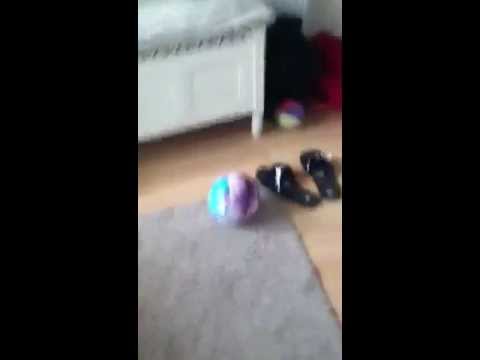 A dog head