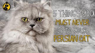 5 Things You Must Never Do to Your Persian Cat screenshot 5