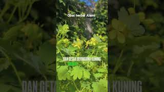 tanaman obat tradisional #herbal #manfaattumbuhan