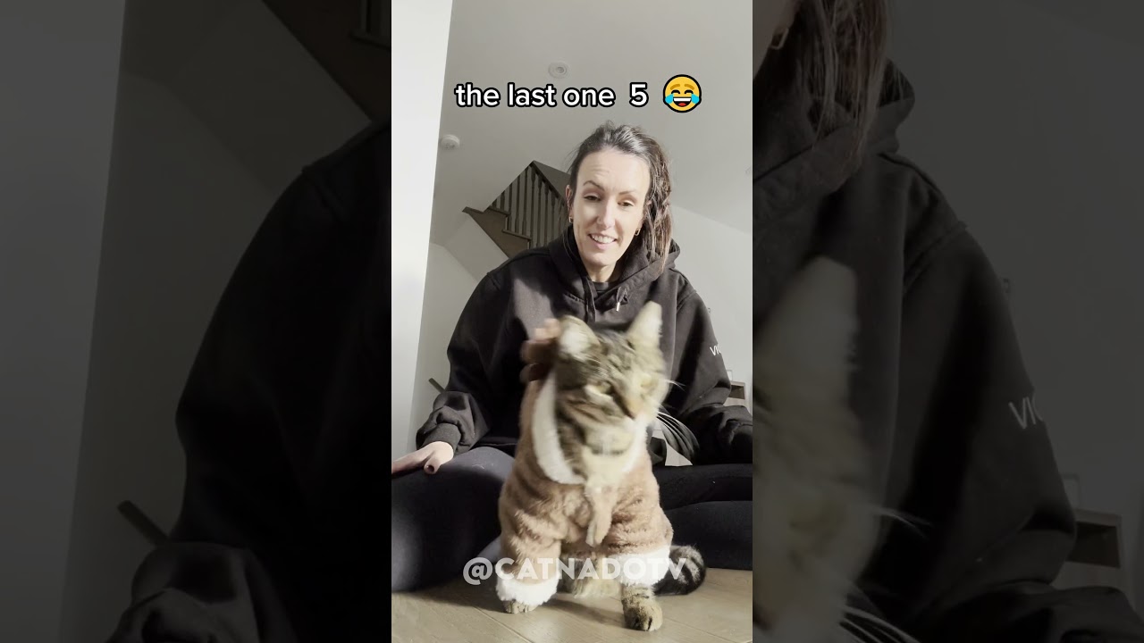 cat core 🐈