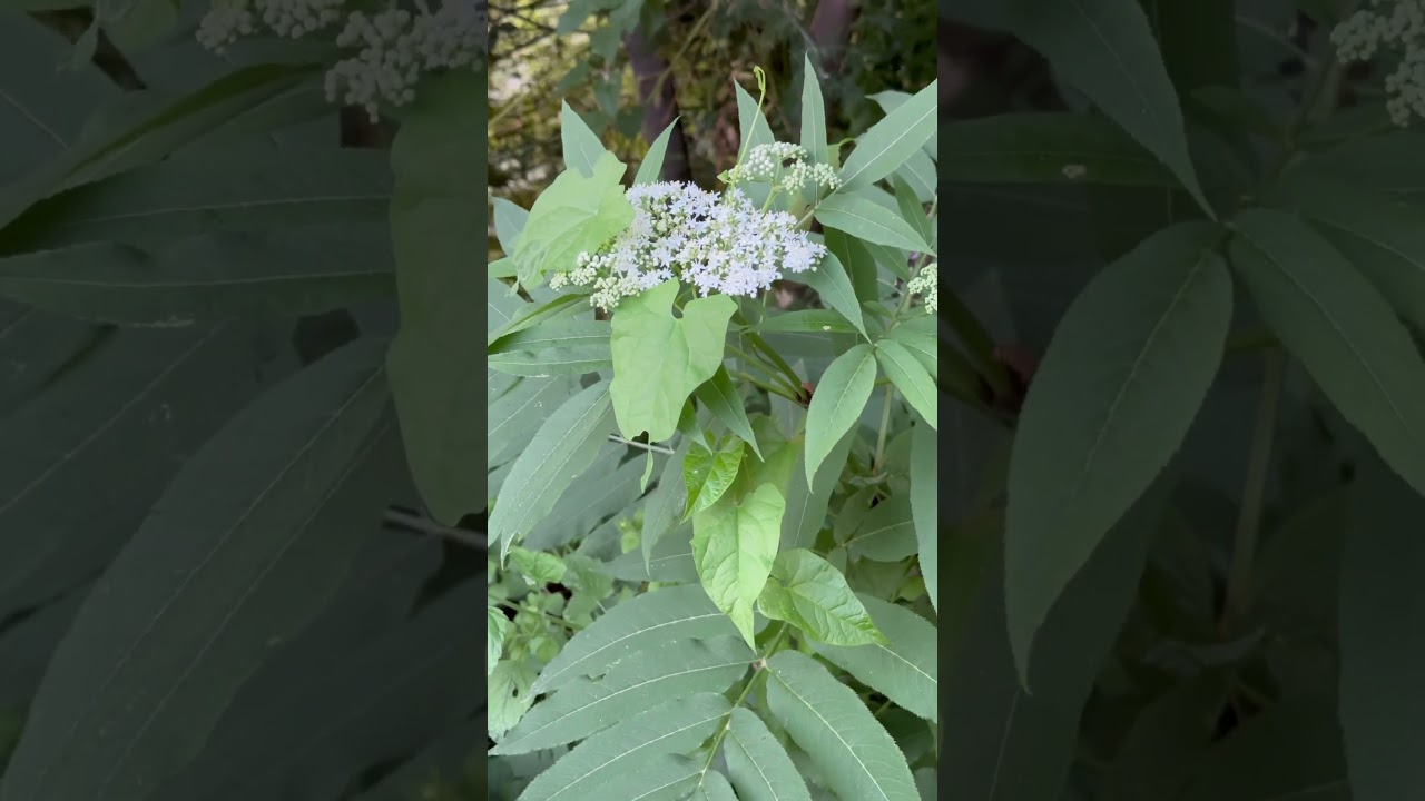 НЕОБЫКНОВЕННАЯ, ПРИВЛЕКАТЕЛЬНАЯ, ЦЕННАЯ - БУЗИНА! 