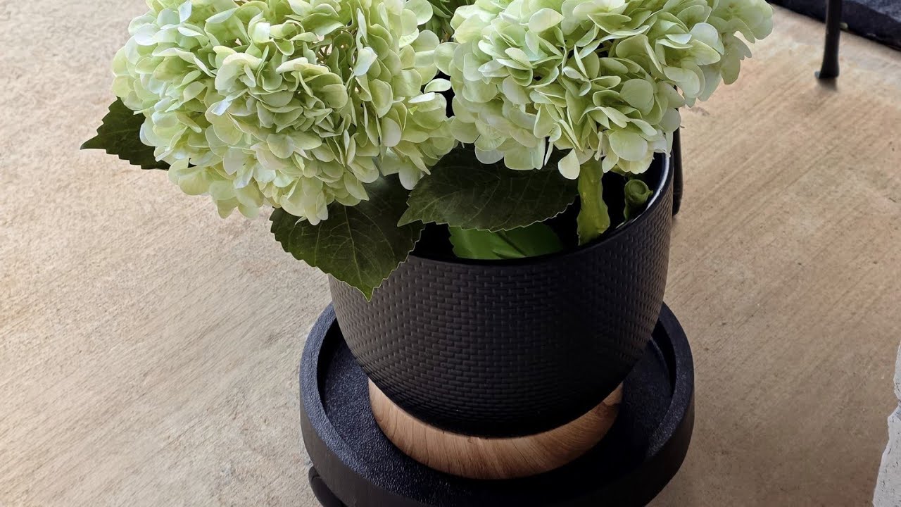 Перемещать тяжелые растения теперь ТАК легко 😳 | Обзор передвижной подставки для растений