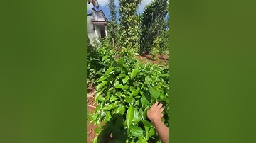 Bán đất 185,4m2 tại xã Hòa Bình huyện Xuyên Mộc - REVIEW BDS - BDS THẾ GIỚI TƯƠNG LAI