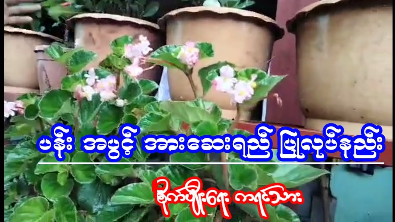 Agriculture ပန္းပွင့်အားဆေးပြုလုပ်နည်းkoyoeစိုက္ပ်ိဳးေရးစိတ္ဝင္စားရင္ဝင္ၾကည့္လိုက္ပါ