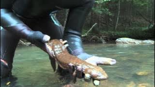 Virginia Tech: Eastern Hellbender