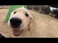 今日も元気にドッグランではしゃぐゴールデンレトリバーの子犬　GoldenRetriever NAKI