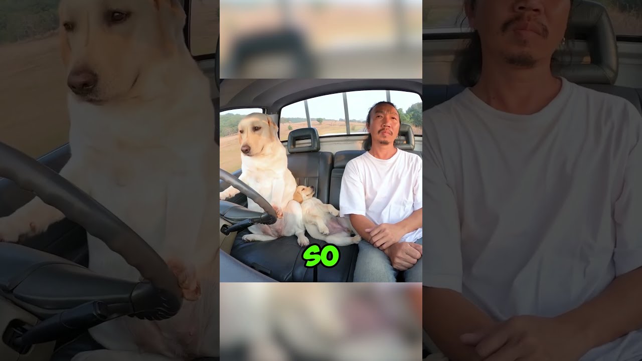 He Taught His Dog How To Drive