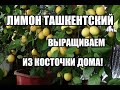 Ташкенский (домашний) лимон выращивание из косточки.