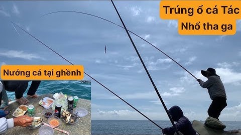 Câu Cá Biển Tự Nhiên, Câu Ghềnh, Trúng Ổ Cá Tác. TÝ FISHING ( Vietnamese fishing ).