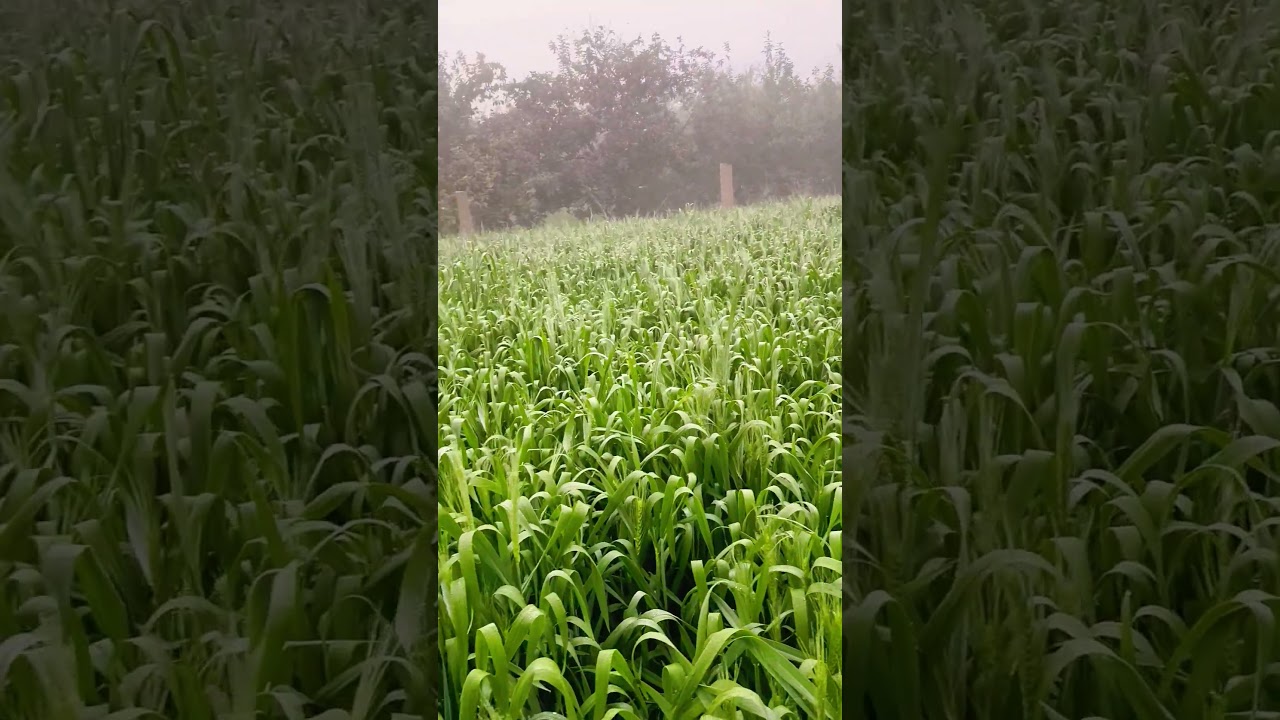 short video #reels #nature #trending