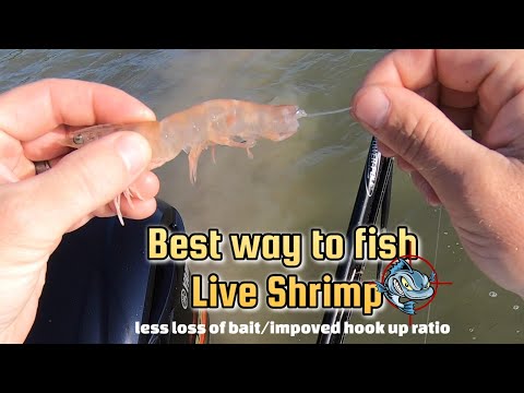 Best way to fish Live Shrimp/Hiding the hook 