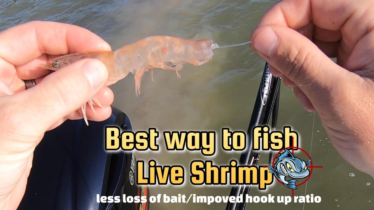 Best way to fish Live Shrimp/Hiding the hook 
