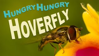 Hoverflies: A Gardeners Best Friend. by Team Candiru 140,268 views 3 years ago 5 minutes, 13 seconds