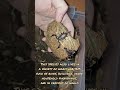 Euscorpius italicus #scorpion #scorpions #invertebrate #animalshorts #arachnid #arachnids #vivarium