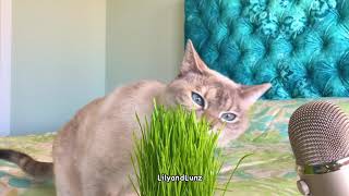 ASMR  CAT EATS GRASS