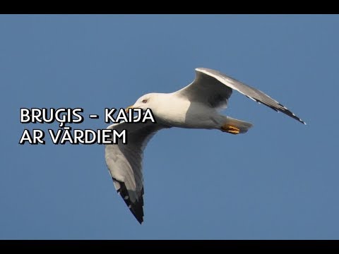 Video: Kā Iedzīvināt Vārdu