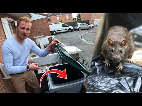 Un rat dans ma poubelle : mon piégeage filmé chez moi