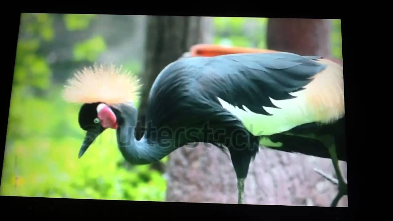 camera iphone 8 plus apk Closeup of Black Crowned Crane of Kaffir Crane Bird in Japan