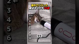 【バズった】海外で話題！マイクで寝言を拡散されたネコw【Part54】 #shorts