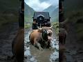 Cow #help #rescue #humanity #dog