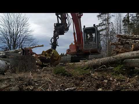 Video: Hajuinen Metsämato On Puiden Vihollinen