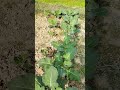 cauliflower plant from kitchen garden #shorts #viral #cauliflower #gardening