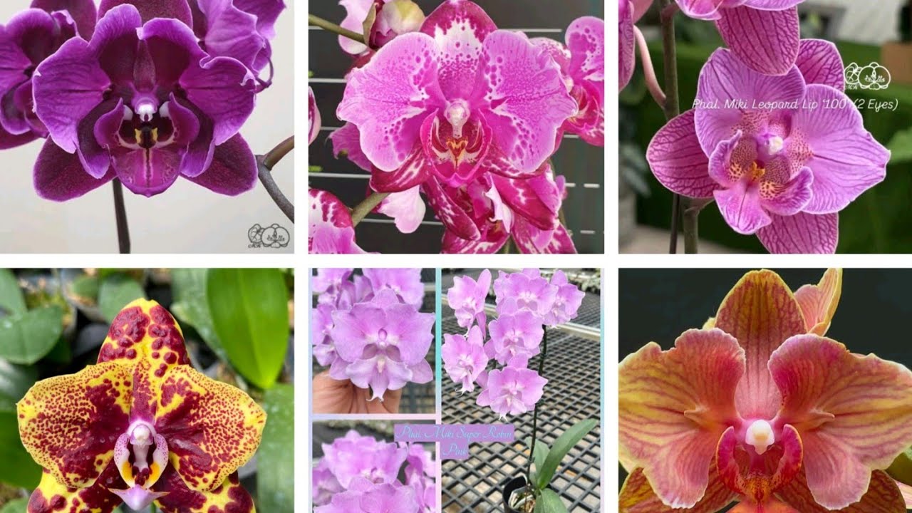 Новенькие подростки орхидей 🌱