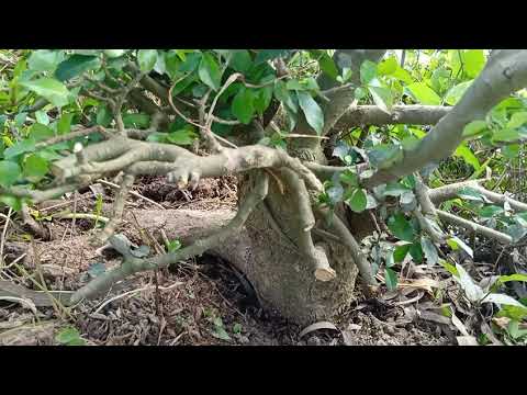 Video Khai thác cây duối tự nhiên về chơi bonsai - youtube