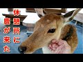 【奈良公園】休憩所にやって来た鹿さんと仲良くなる