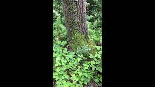 Ormanda Ormandan Nasıl Kurtulunur?Bilgi Ve Rahatlama Videosu