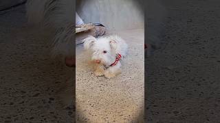 Shaggy Dog Overload: Cutest Puppies You Can’t Ignore! #shorts #shaggydog #viralpets