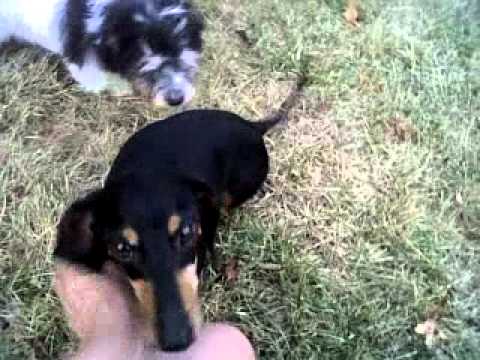 border collie and dachshund mix