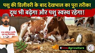 Complete Post-Delivery Cattle Care: Boost Milk Yield and Keep Animals Healthy!