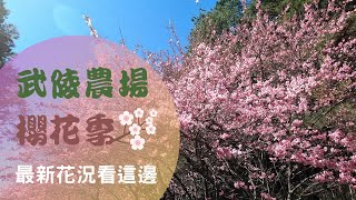 武陵農場2021櫻花季｜最新花況報你知！櫻花到底開了多少？ 4K 