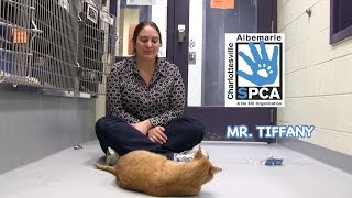 Mr Tiffany by CharlottesvilleSPCA 335 views 9 years ago 1 minute, 13 seconds