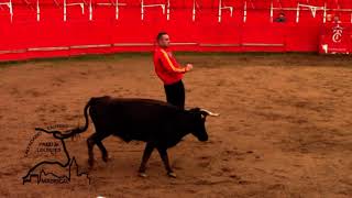 Capea Talento Castellano ( toros paco madrigal ).