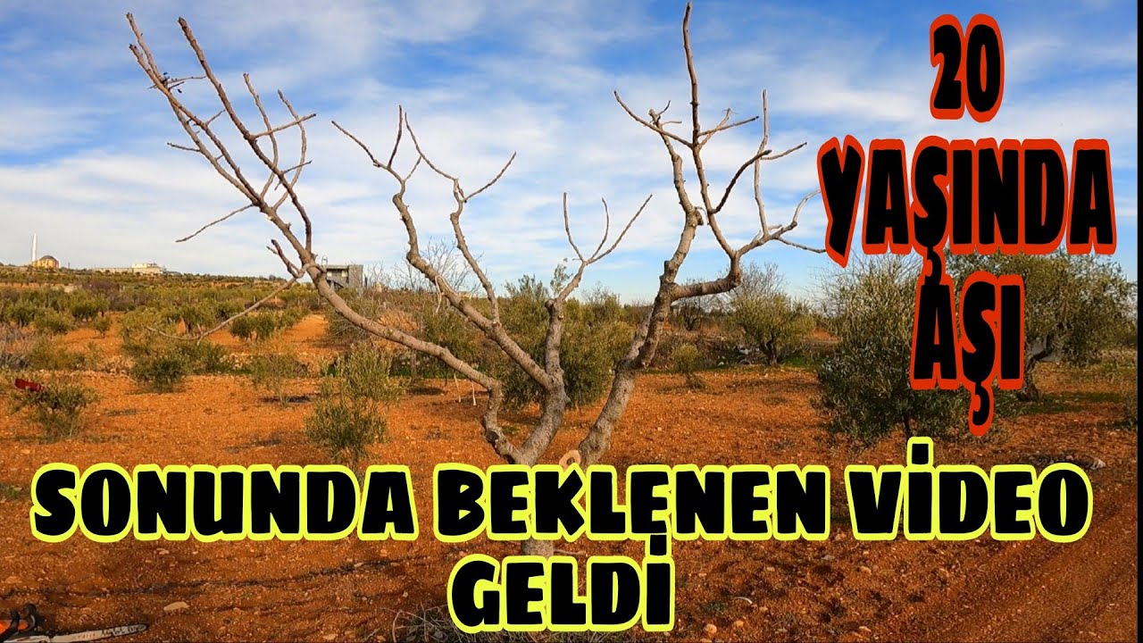 20 YAŞINDA AŞISINI YAPTIĞIM ANTEP FISTIĞI AĞACININ SON DURUMU...