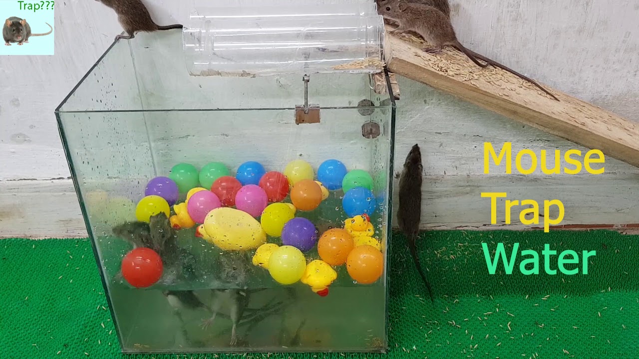 Water Rat Trap Glass Mouse Trap How Mouse Trap Youtube