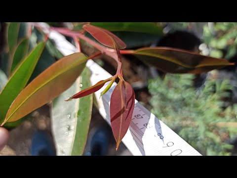 Eukalyptus-Wachstum gemessen: So viel schafft er wirklich