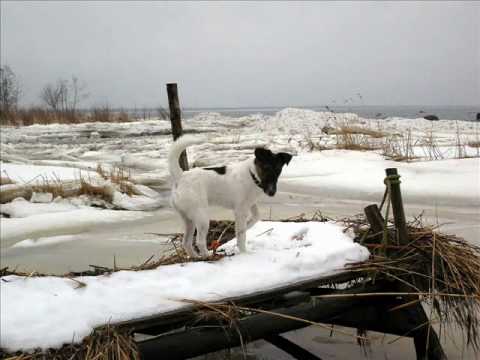 Smooth Fox Terrier Onni