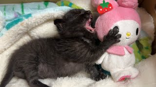 草むらで見つかった小さな命。黒猫の子猫を保護しました