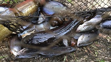How We Catch Fish with a Net Trap in the Mekong Delta | Net Trap Catch Day