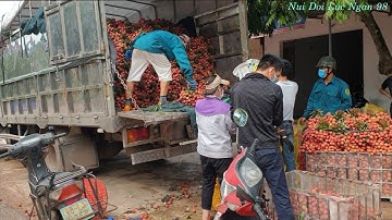 Mua Bán Vải Thiều Tại Tân Hoa Trước Ngày Cách Ly Chống Covy I Vải Thiều Lục Ngạn Bắc Giang